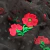 Microtul Lunares y Flores - Negro en internet