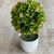 Bonsai Flores Curitiba - comprar online