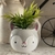 Planta Animal Kingdom L en internet