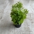 Bonsai Planta Teresina - comprar online