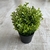 Bonsai planta Guarulhos - comprar online