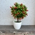 Bonsai Curitiba Chilly