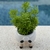 Bonsai Planta Teresina