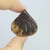Pinha Fossilizada 3cm