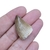 Fóssil Dente de Mosassauro 2,9cm