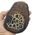 Septariana 11,5cm na internet