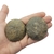 Septariana 5,3cm - comprar online