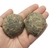 Septariana 5,1cm - comprar online