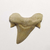 Fóssil de Dente de Tubarão (Cretolamna appendiculata) 4,9cm