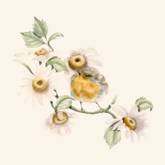 Jardim de margaridas - comprar online