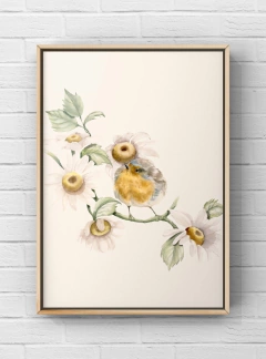 Jardim de margaridas - loja online