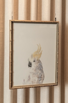 Quadro calopsita