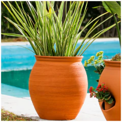 BLUM AGUSTINIANA RUSTICA