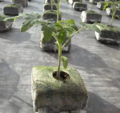 JIFFY GROWBLOCK TURBA en internet