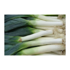 SEMILLA HORTALIZA PUERRO ECOPRODUCTOS