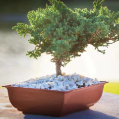 BONSAI RECTANGULAR TA PLASTIC