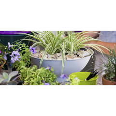 CIOTOLA TA PLASTIC - Balumba Deco & Garden