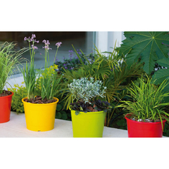 ROCIO TA PLASTIC - Balumba Deco & Garden