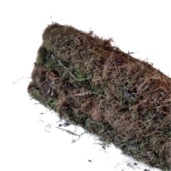 TUTOR MUSGO PLANTAS en internet