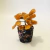Árvore da Vida de Calcita Laranja com Base em Pedras Mistas - comprar online
