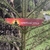Incenso Spiritual Yoga - Green Tree - comprar online
