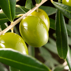Petruzzelli - Aceitunas Verdes en salmuera - comprar online