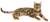 24 - GATO MARRON