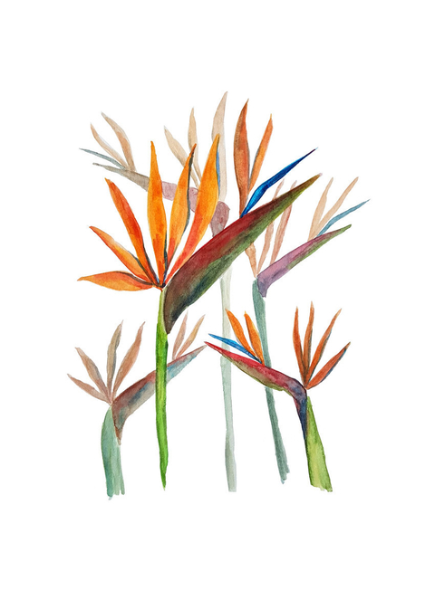 Aquarela - Flor Pássaro