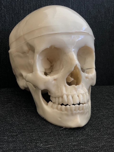 Cráneo 3D