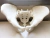 Pelvis 3D - comprar online