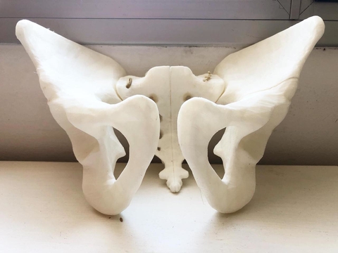 Pelvis 3D