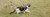 Correa + pretal para gato Atlanta Zee Dog - comprar online