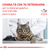 Royal Canin Alimento Húmedo para Gato GastroIntestinal Feline | Pouch 85gr x 12u en internet