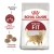 Royal Canin Alimento Seco para Gato Fit | 1,5 kg - comprar online