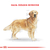 Alimento para Perro Golden Retriever Adult Royal Canin en internet