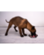 Imagen de Tonipets - Lickitoni (Perro - Gato)