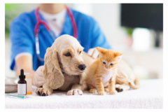 Banner de la categoría Suplementos Mascotas