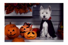 Banner de la categoría HALLOWEEN