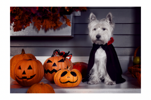 Banner for category HALLOWEEN