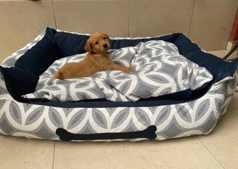 Cama para perro: Modelo Royal