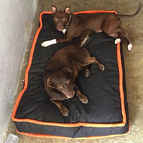 Cama para perro: Colchon Rectangular Loneta