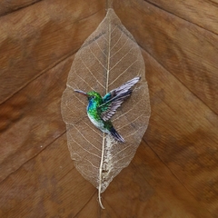 Beija-flor-de-garganta-verde | moldura 24x24cm