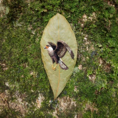 Carcará | moldura 23x23cm