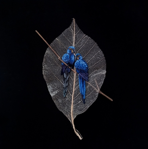 arara-azul | moldura 18x18cm