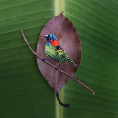 Saíra-militar | moldura 18x18cm branca - comprar online