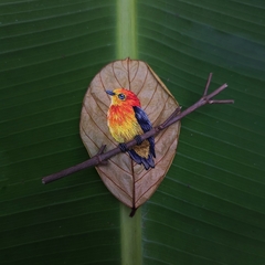 Band-tailed Manakin | 18×18 cm white frame - buy online