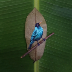 Green Honeycreeper | 23×23 cm white frame - buy online