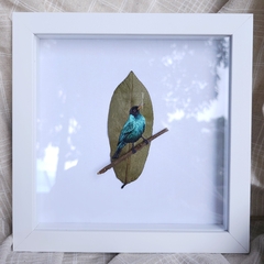 Green Honeycreeper | 23×23 cm white frame on internet