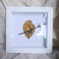 Band-tailed Manakin | 18×18 cm white frame on internet