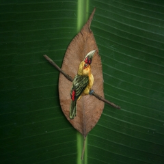 araçari-banana | moldura 18x18cm